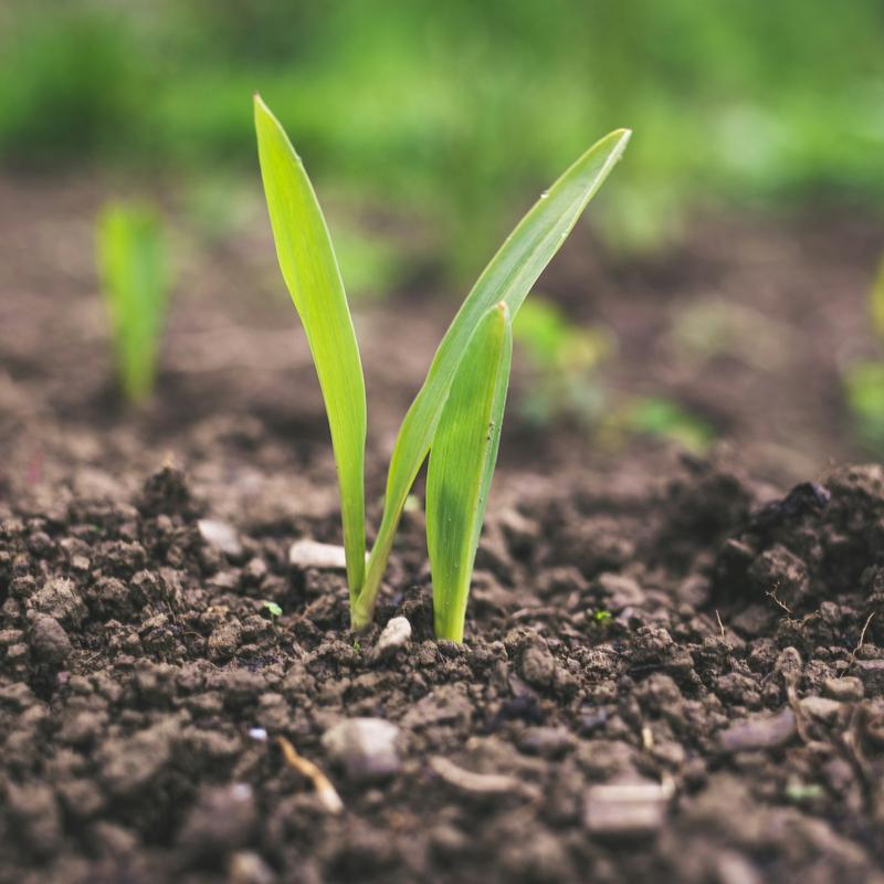 Young green shoots growing from dark soil